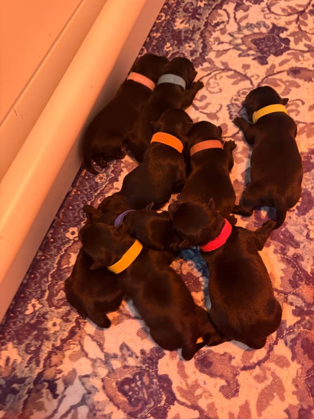 Scottish Terrier Puppies media 2