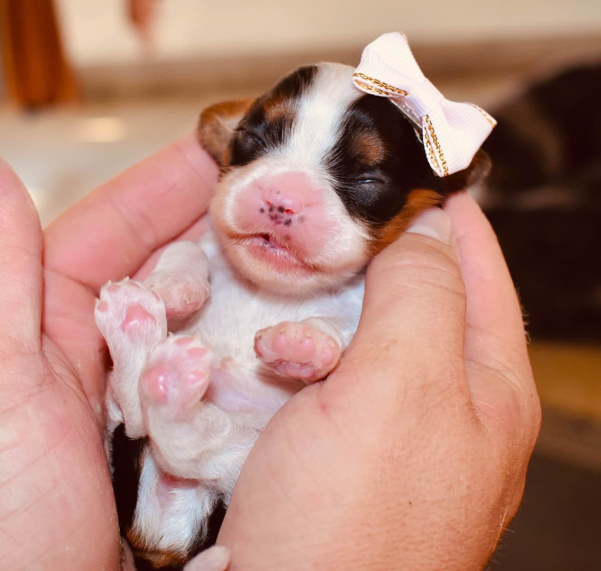 Genetic clear cavalier puppies breeder image 6