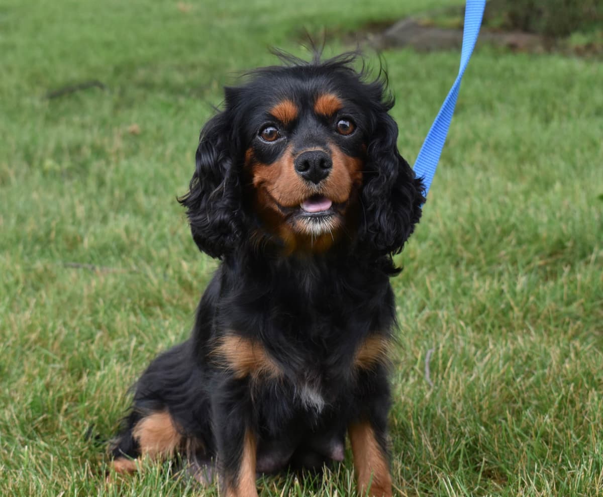 Genetic clear cavalier puppies breeder image 5