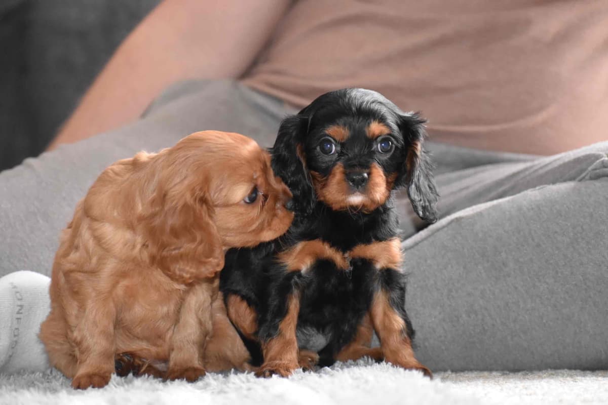 Genetic clear cavalier puppies breeder image 2