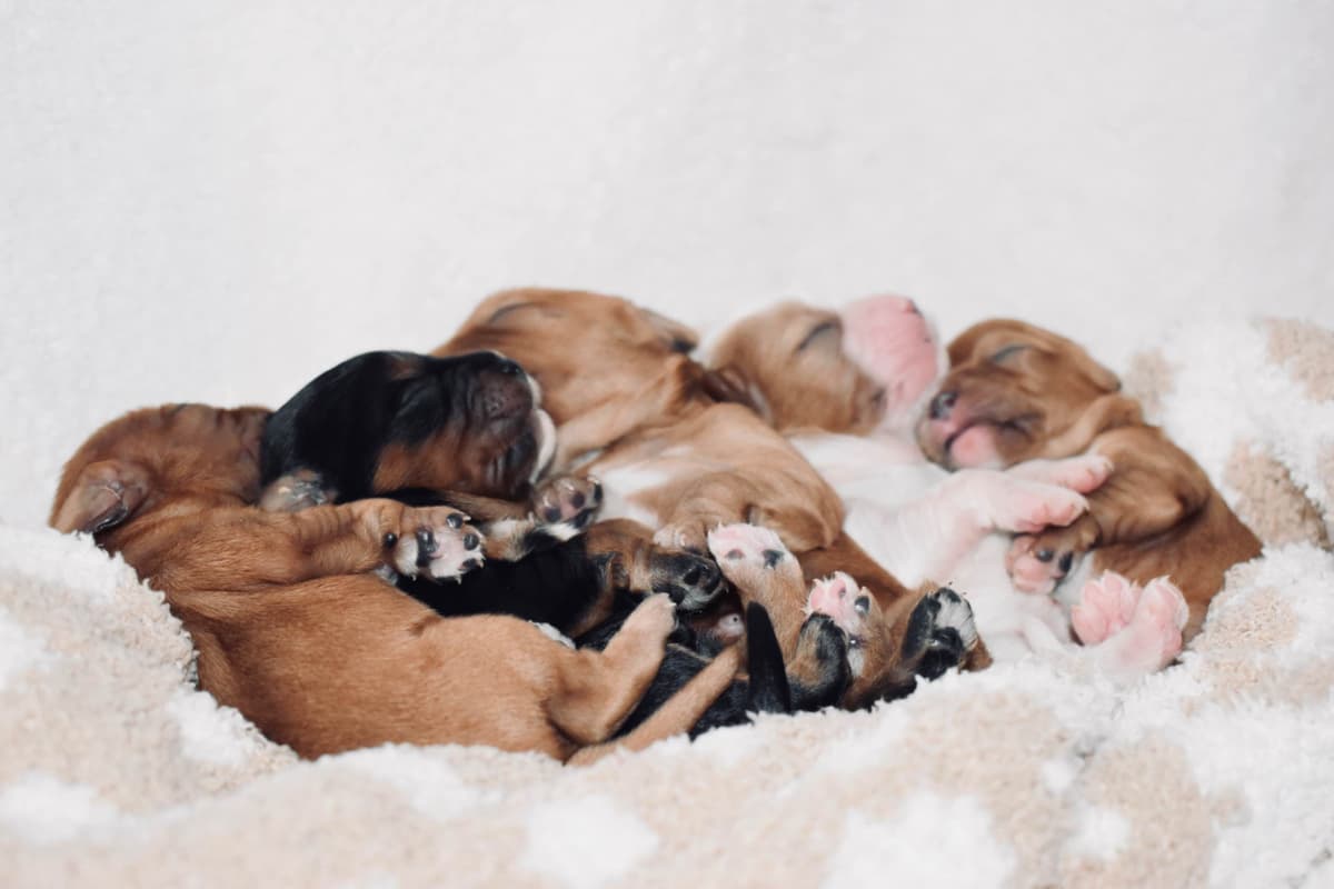 Genetic clear cavalier puppies breeder image 1