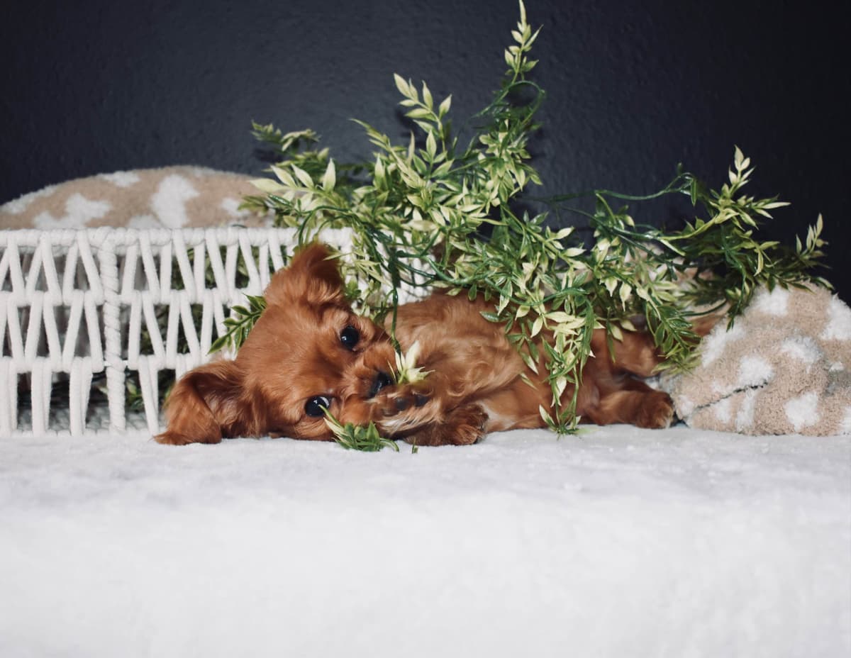 Genetic clear cavalier puppies breeder image 3