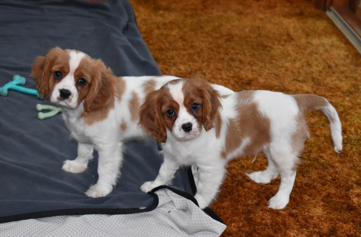 Genetic clear cavalier puppies breeder image 7