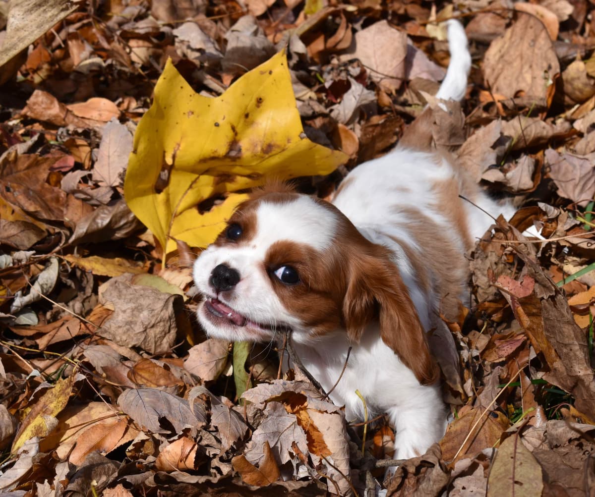 Genetic clear cavalier puppies breeder image 8