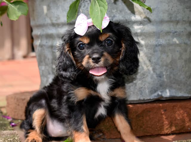 Genetic clear cavalier puppies media 2