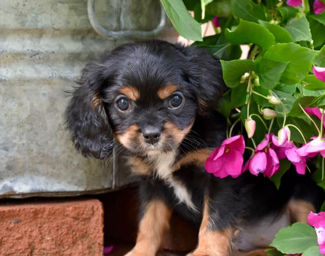 Genetic clear cavalier puppies media 3