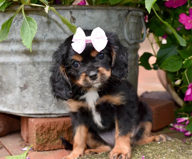 Genetic clear cavalier puppies media 4