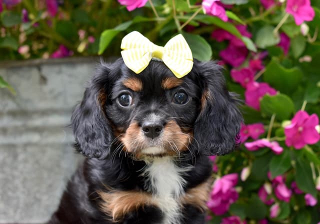 Genetic clear cavalier puppies media 5