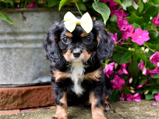 Genetic clear cavalier puppies media 7