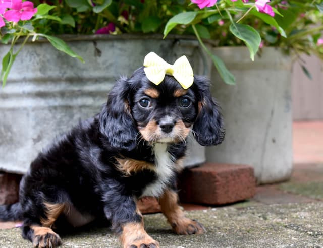 Genetic clear cavalier puppies media 8