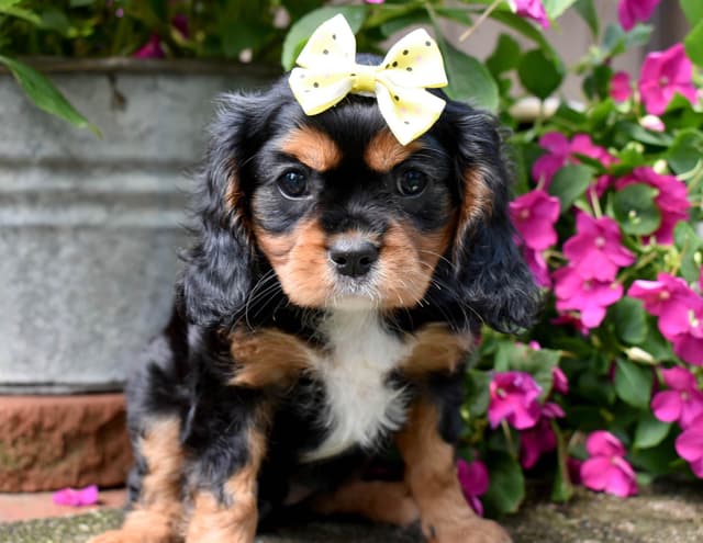 Genetic clear cavalier puppies media 9