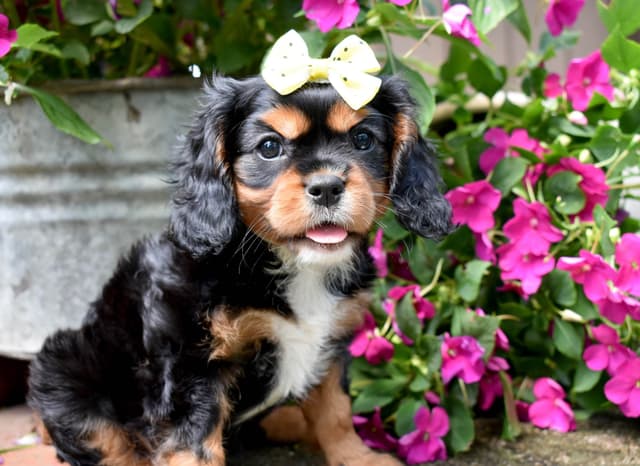 Genetic clear cavalier puppies media 10