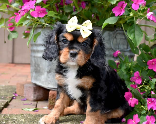 Genetic clear cavalier puppies media 11