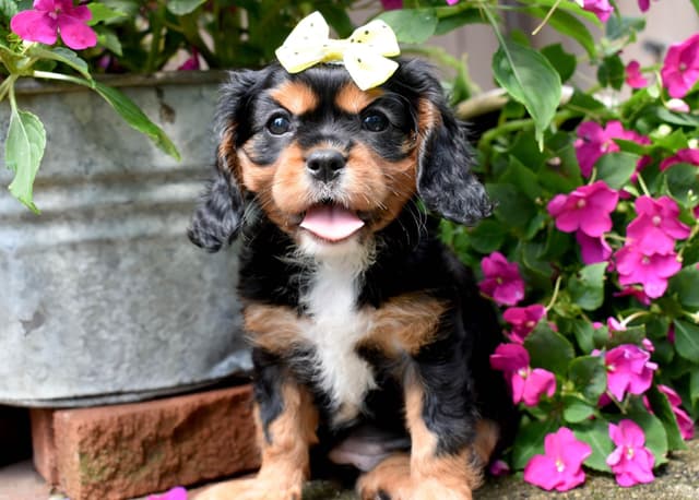 Genetic clear cavalier puppies media 12