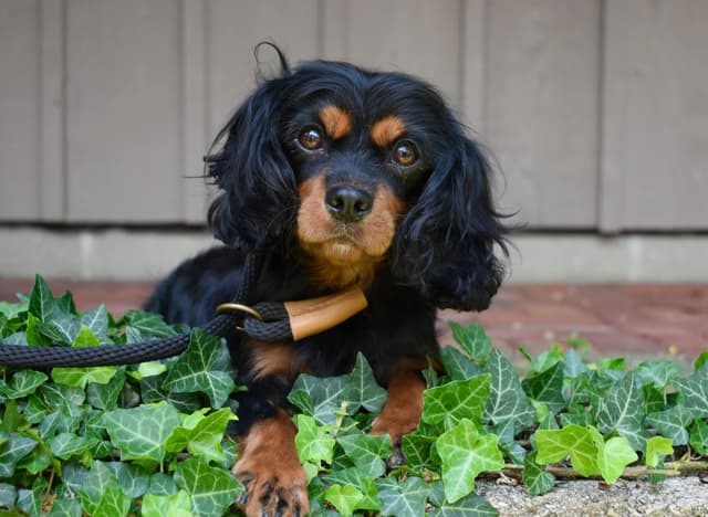 Genetic clear cavalier puppies media 13