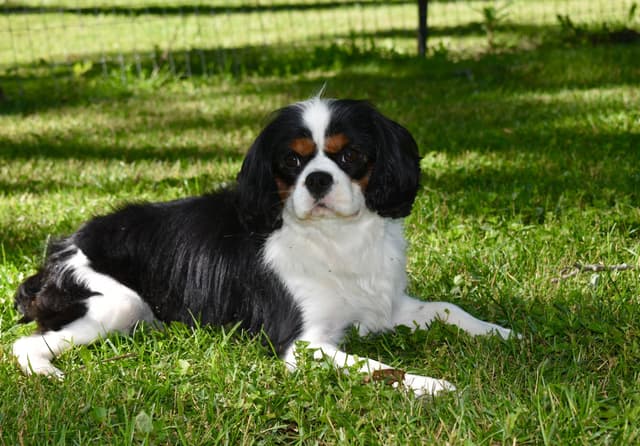 Genetic clear cavalier puppies media 14