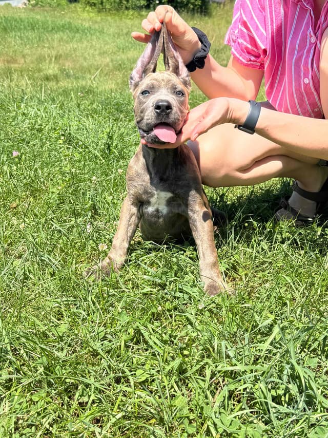 Champion Euro Bloodline Puppies for Sale media 2