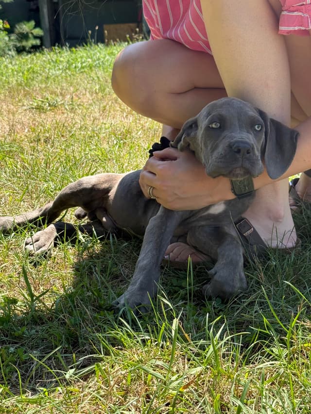 Champion Euro Bloodline Puppies for Sale media 3