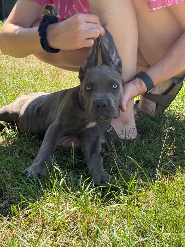 Champion Euro Bloodline Puppies for Sale media 4