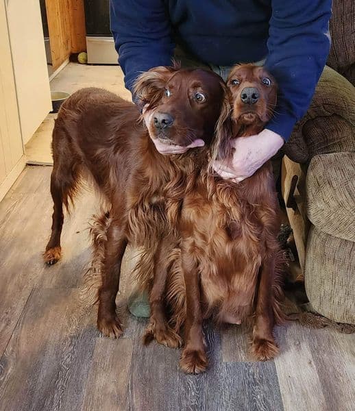 Irish Setter Puppies breeder image 1