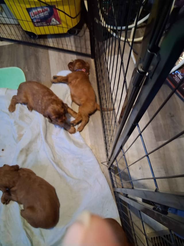 Irish Setter Puppies media 2