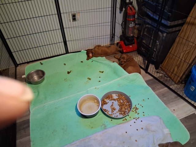 Irish Setter Puppies media 3