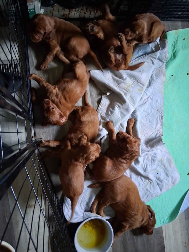 Irish Setter Puppies media 4