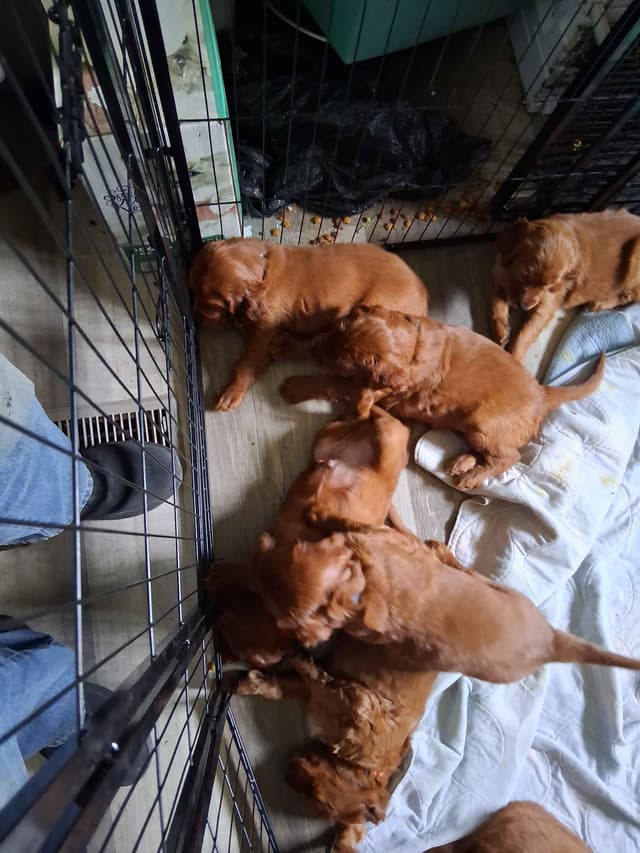 Irish Setter Puppies media 6