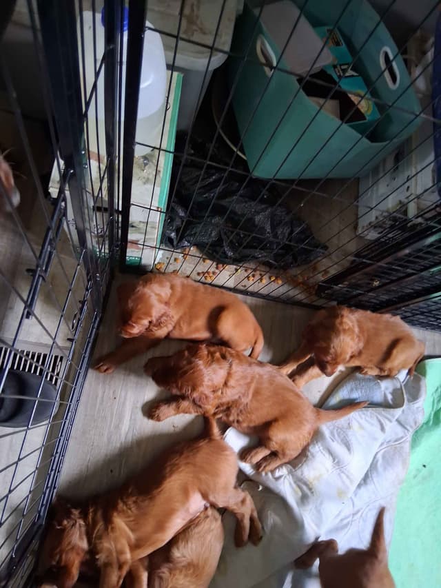 Irish Setter Puppies media 7