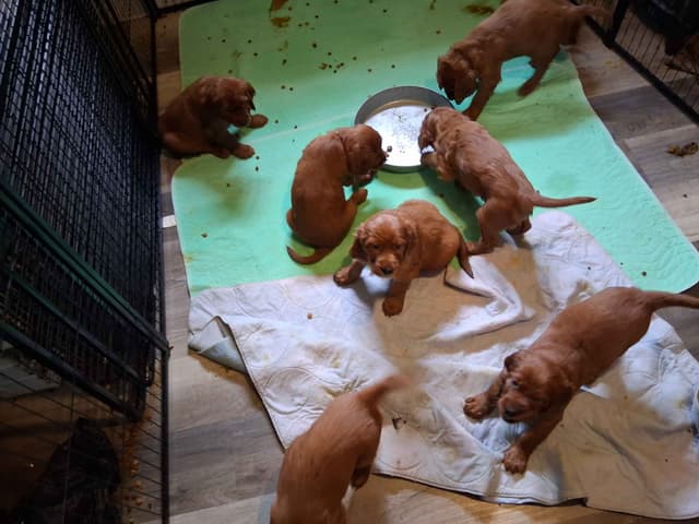 Irish Setter Puppies media 8