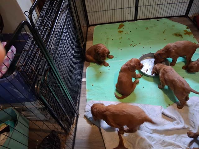 Irish Setter Puppies media 9