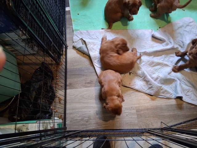 Irish Setter Puppies media 10