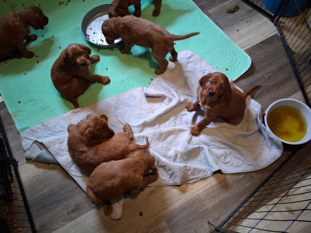 Irish Setter Puppies media 11
