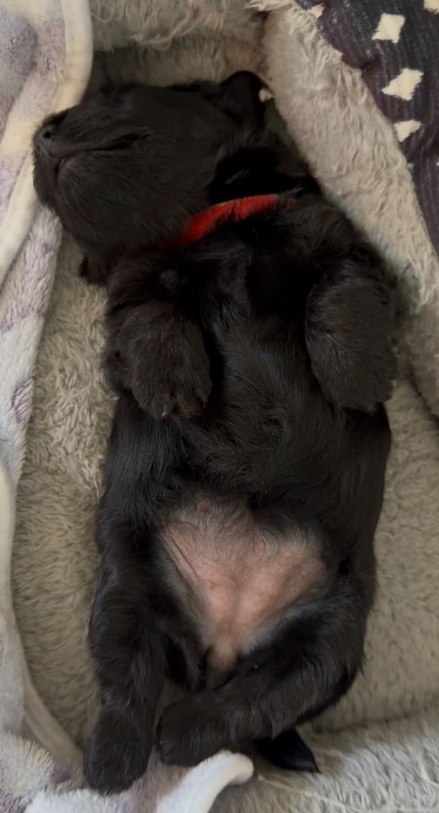 AKC Scottish Terrier Puppies – All Black 🖤 media 2