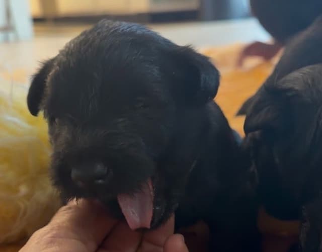 AKC Scottish Terrier Puppies – All Black 🖤 media 3