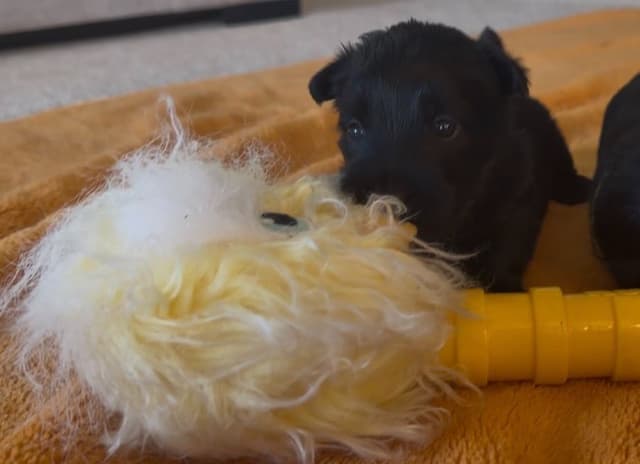 AKC Scottish Terrier Puppies – All Black 🖤 media 4