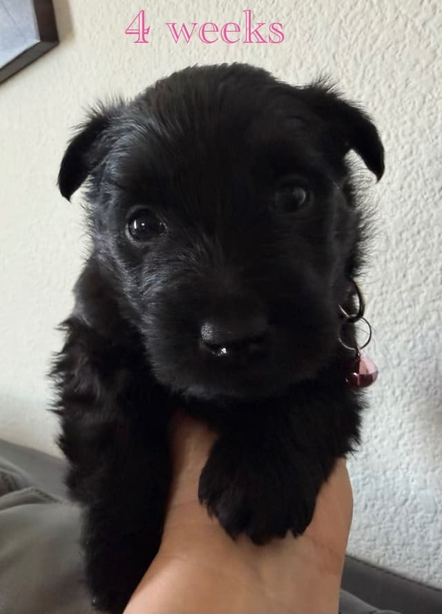AKC Scottish Terrier Puppies – All Black 🖤 media 5
