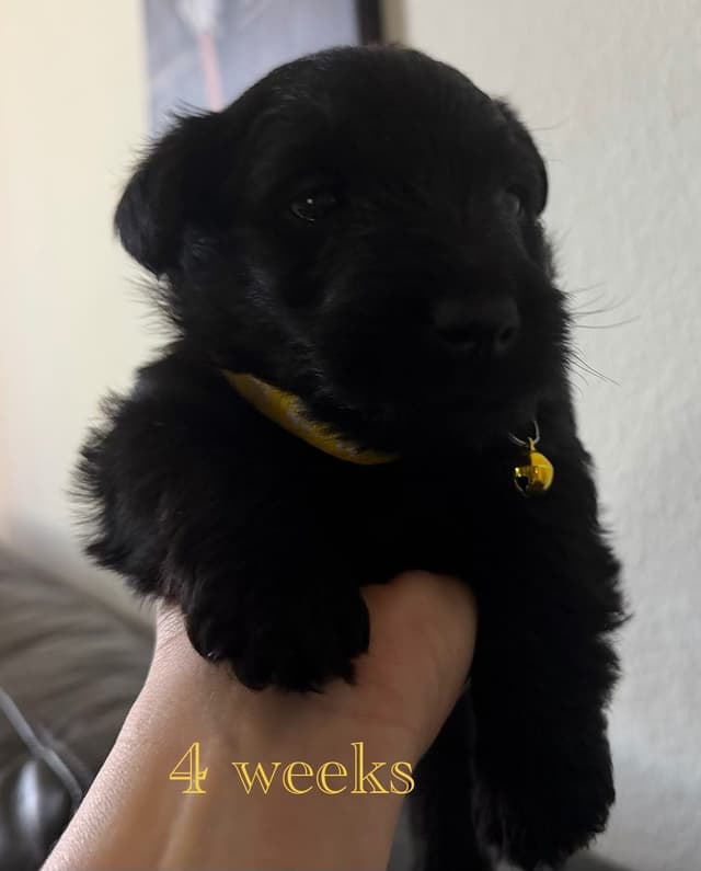 AKC Scottish Terrier Puppies – All Black 🖤 media 6
