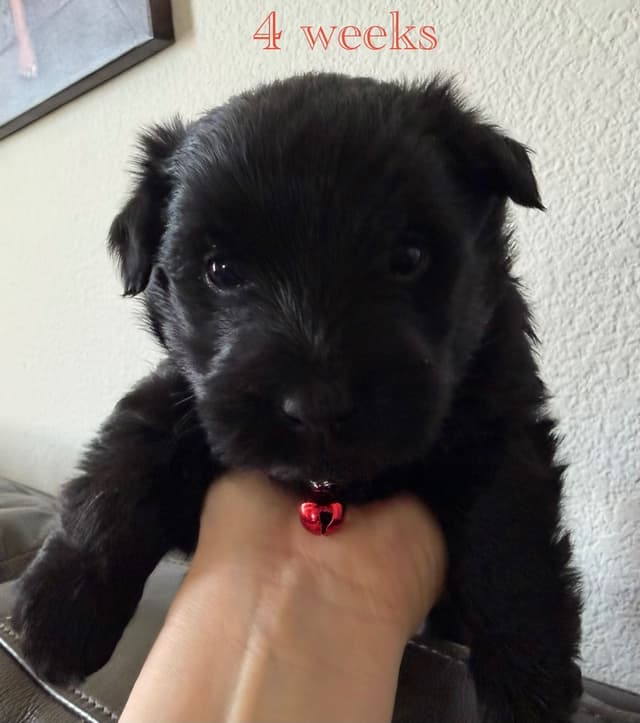 AKC Scottish Terrier Puppies – All Black 🖤 media 7