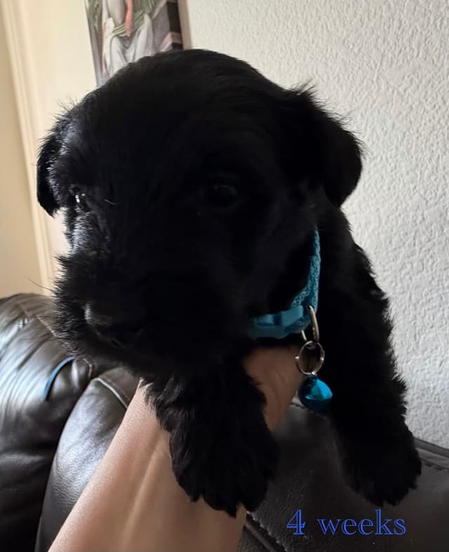 AKC Scottish Terrier Puppies – All Black 🖤 media 8