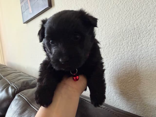 AKC Scottish Terrier Puppies – All Black 🖤 media 9