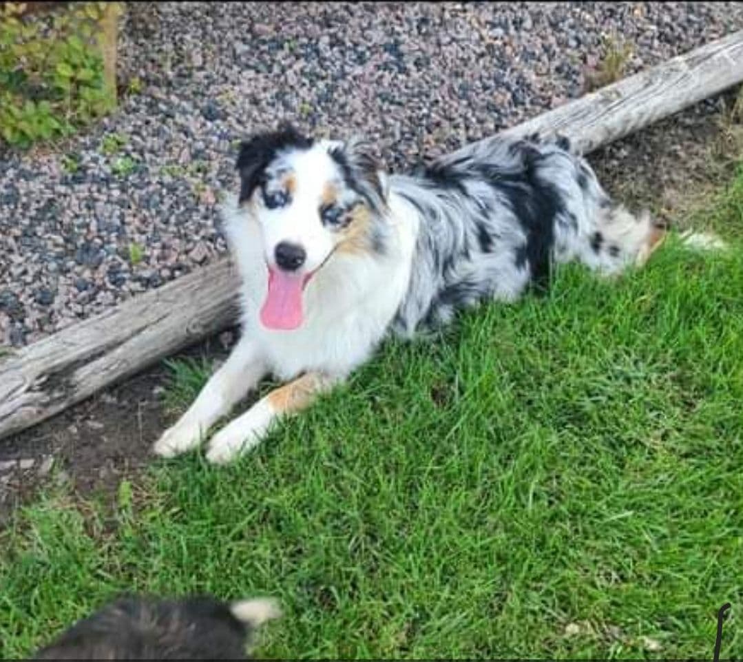 Australian Shepherd Puppies Tri breeder image 1