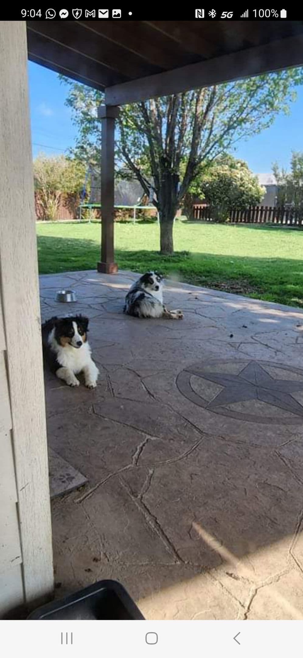 Australian Shepherd Puppies Tri breeder image 2