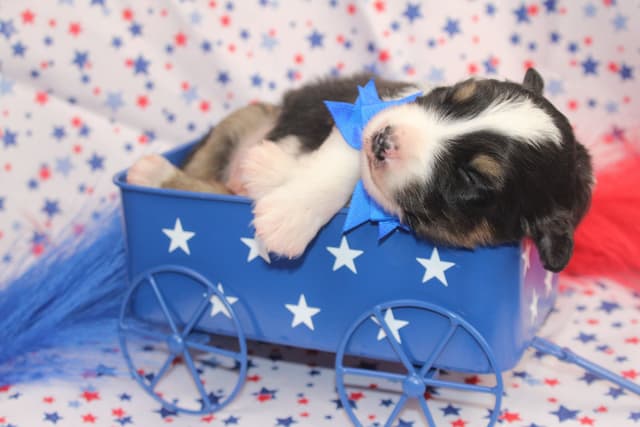 Australian Shepherd Puppies Tri media 2