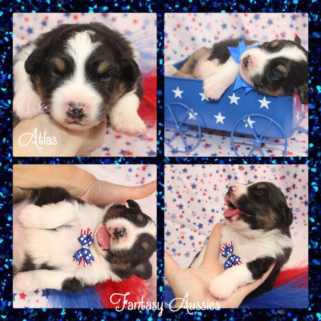 Australian Shepherd Puppies Tri media 3