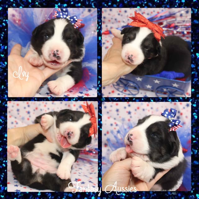 Australian Shepherd Puppies Tri media 4