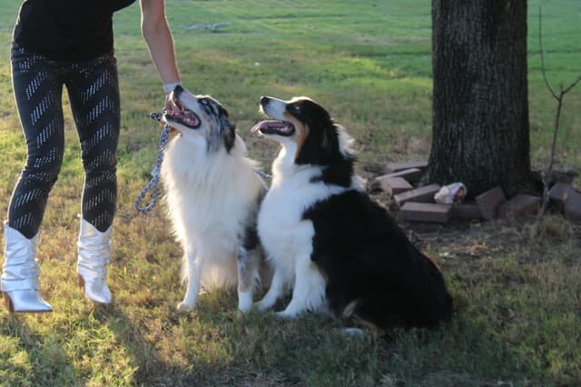 Australian Shepherd Puppies Tri media 6