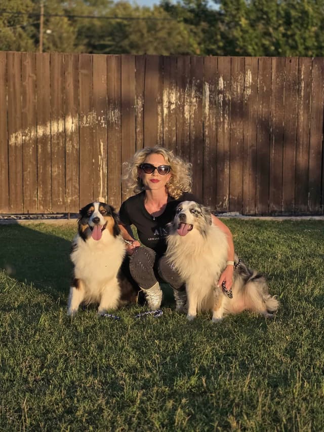 Australian Shepherd Puppies Tri media 7