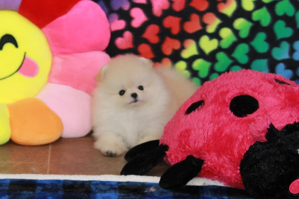 Char's Pomeranians breeder image 2