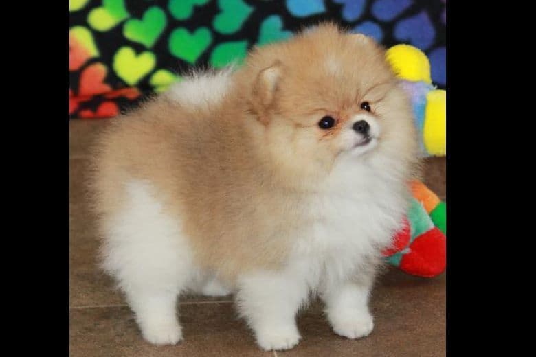 Char's Pomeranians breeder image 4